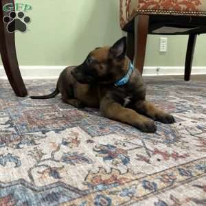 Jackson, Belgian Malinois Puppy
