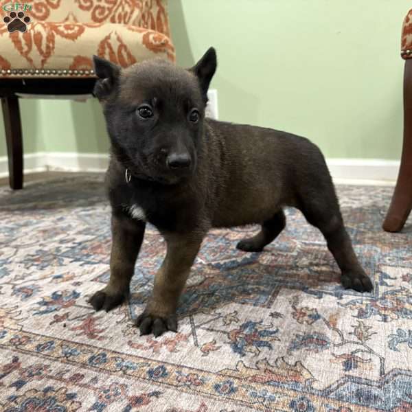 Pittsburgh, Belgian Malinois Puppy