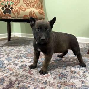 Pittsburgh, Belgian Malinois Puppy