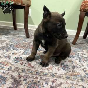 Pittsburgh, Belgian Malinois Puppy