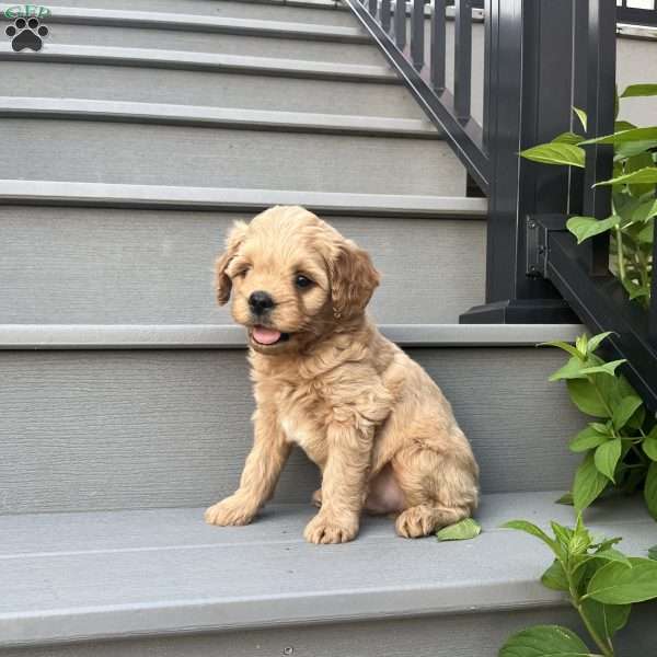 Roger, Forever Puppy