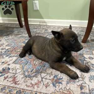 Pittsburgh, Belgian Malinois Puppy