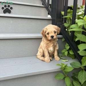 Roger, Forever Puppy