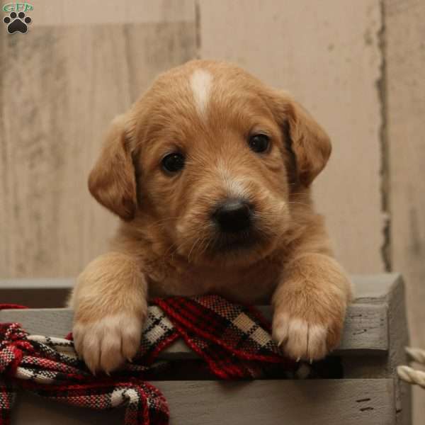 Jessa, Labradoodle Puppy