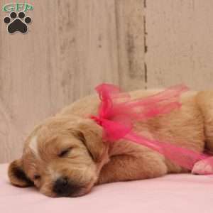 Jessa, Labradoodle Puppy