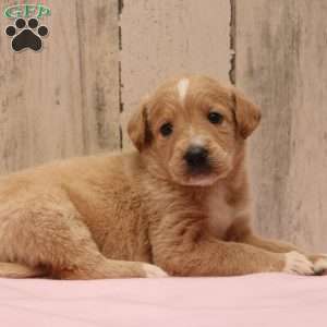 Jessa, Labradoodle Puppy