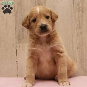 Jessa, Labradoodle Puppy