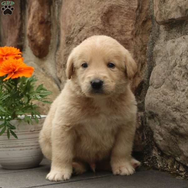 Scott, Labradoodle Puppy