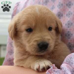Scott, Labradoodle Puppy