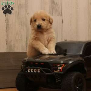 Scott, Labradoodle Puppy