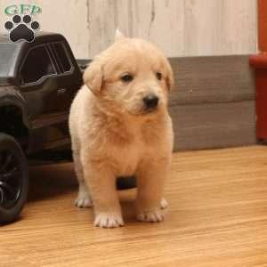 Scott, Labradoodle Puppy