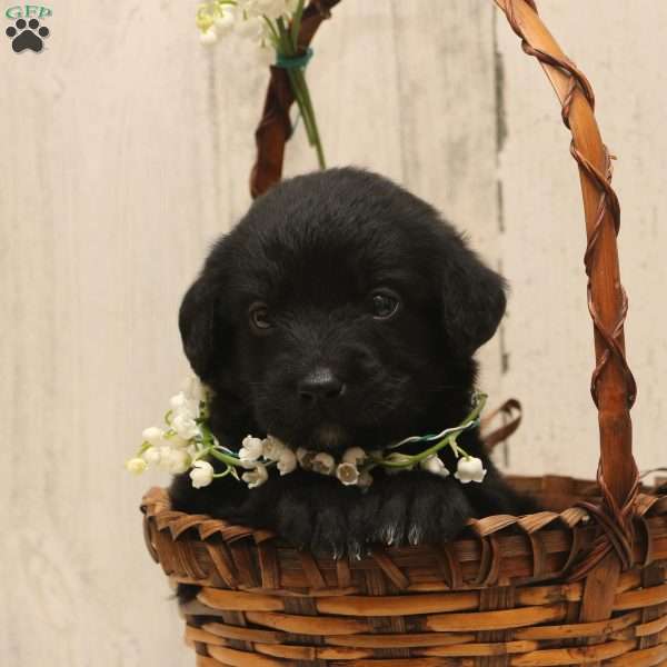 Ashley, Labradoodle Puppy