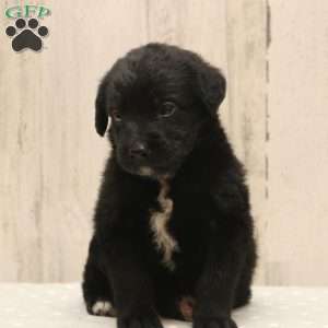 Ashley, Labradoodle Puppy