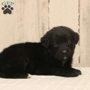 Ashley, Labradoodle Puppy