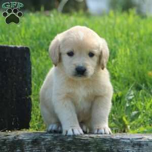 Milo, Labradoodle Puppy