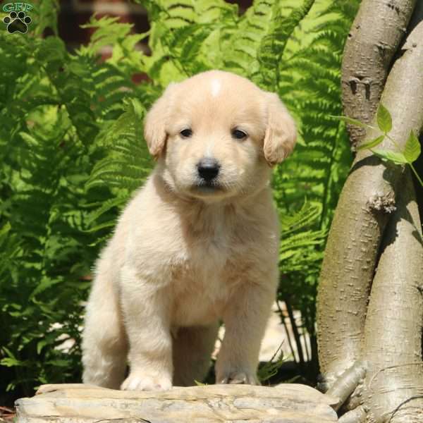 Milo, Labradoodle Puppy