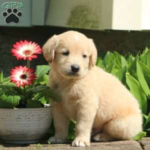 Milo, Labradoodle Puppy
