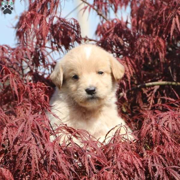 Marco, Labradoodle Puppy