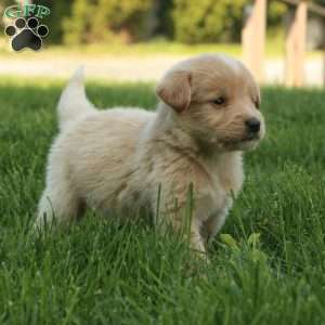 Marco, Labradoodle Puppy