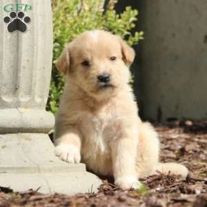 Marco, Labradoodle Puppy
