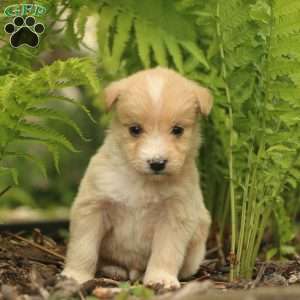 Jasmine, Labradoodle Puppy