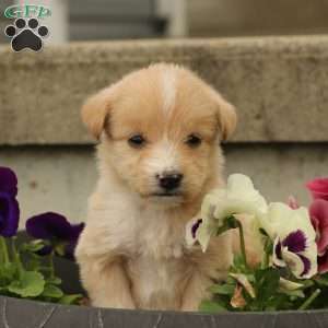 Jasmine, Labradoodle Puppy