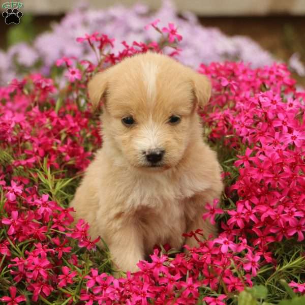 Jasmine, Labradoodle Puppy