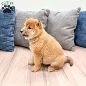 Champion, Shiba Inu Puppy