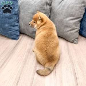 Champion, Shiba Inu Puppy