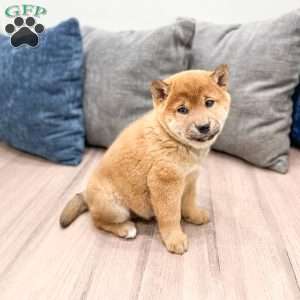 Champion, Shiba Inu Puppy