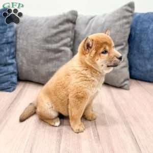 Champion, Shiba Inu Puppy
