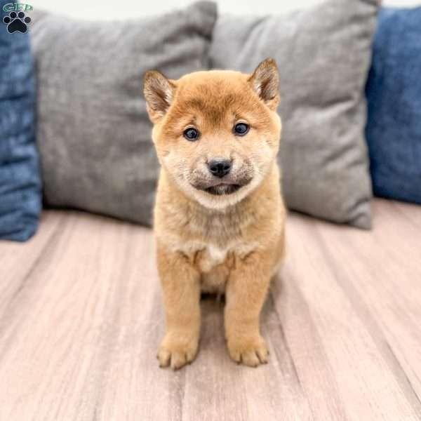 Champion, Shiba Inu Puppy