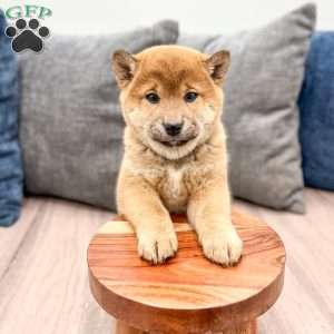Champion, Shiba Inu Puppy