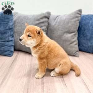 Charmer, Shiba Inu Puppy