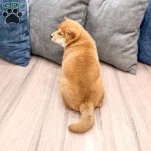 Charmer, Shiba Inu Puppy