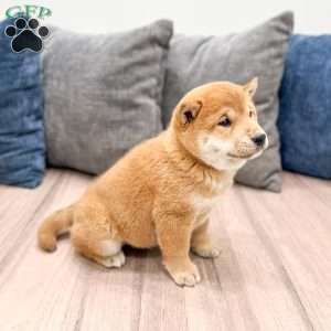 Charmer, Shiba Inu Puppy