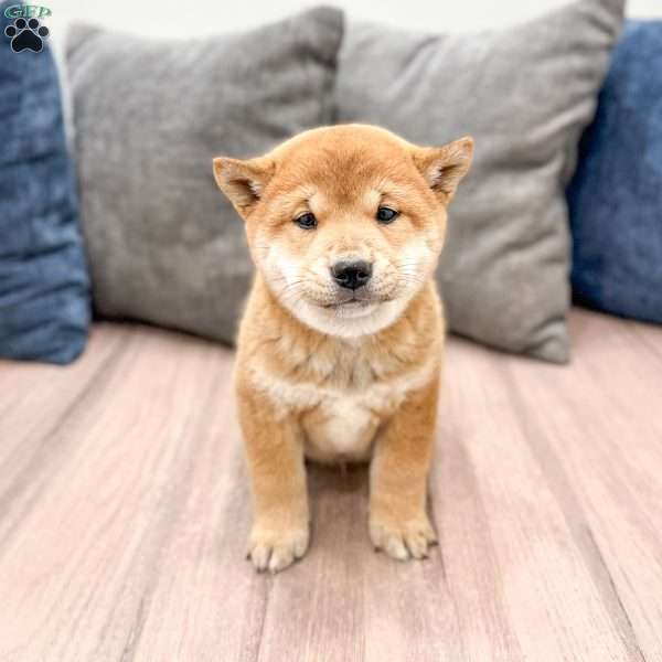 Charmer, Shiba Inu Puppy