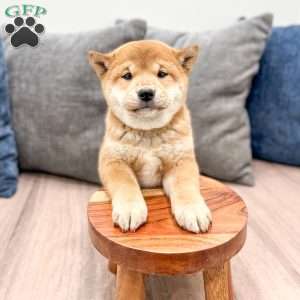 Charmer, Shiba Inu Puppy