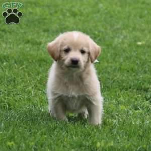 Marco, Labradoodle Puppy