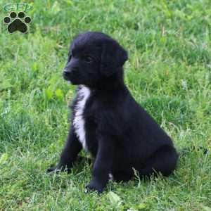 Ashley, Labradoodle Puppy