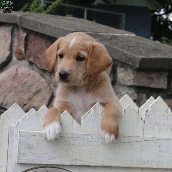 Jessa, Labradoodle Puppy