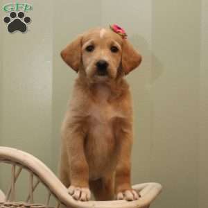 Jessa, Labradoodle Puppy