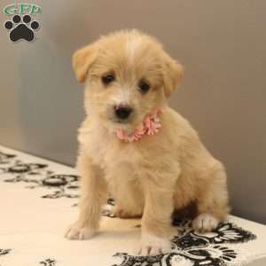 Jasmine, Labradoodle Puppy