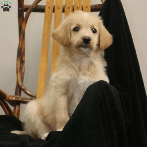 Marco, Labradoodle Puppy