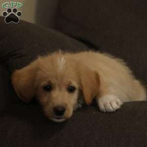 Marco, Labradoodle Puppy
