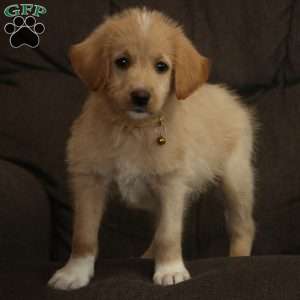 Marco, Labradoodle Puppy