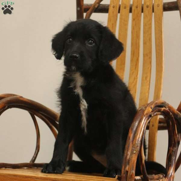 Ashley, Labradoodle Puppy