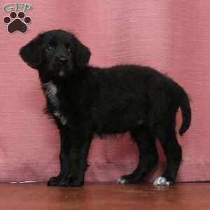 Ashley, Labradoodle Puppy