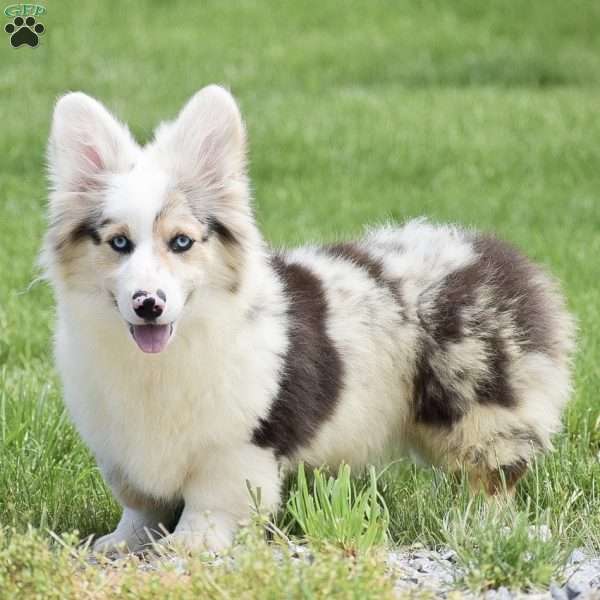 Lucas, Pembroke Welsh Corgi Puppy