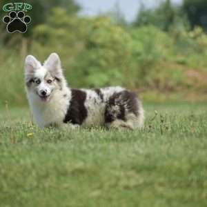 Lucas, Pembroke Welsh Corgi Puppy